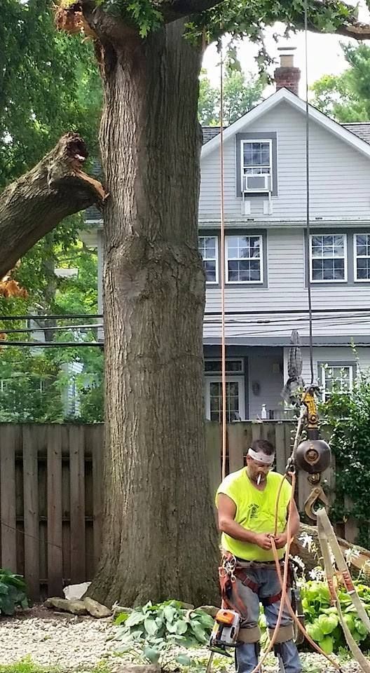 A man is climbing a tree in front of a house.