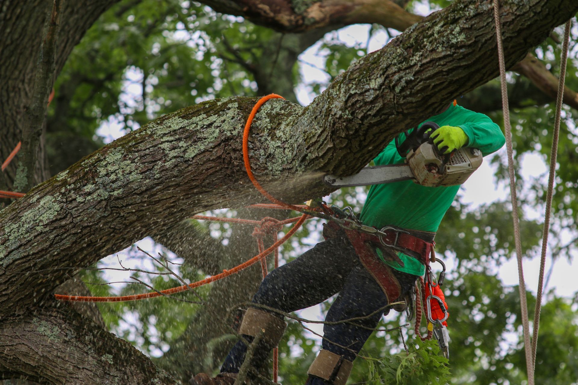 Arborist tied to a tree while cutting the tree down. Arborist tied to a tree while cutting the tree down.