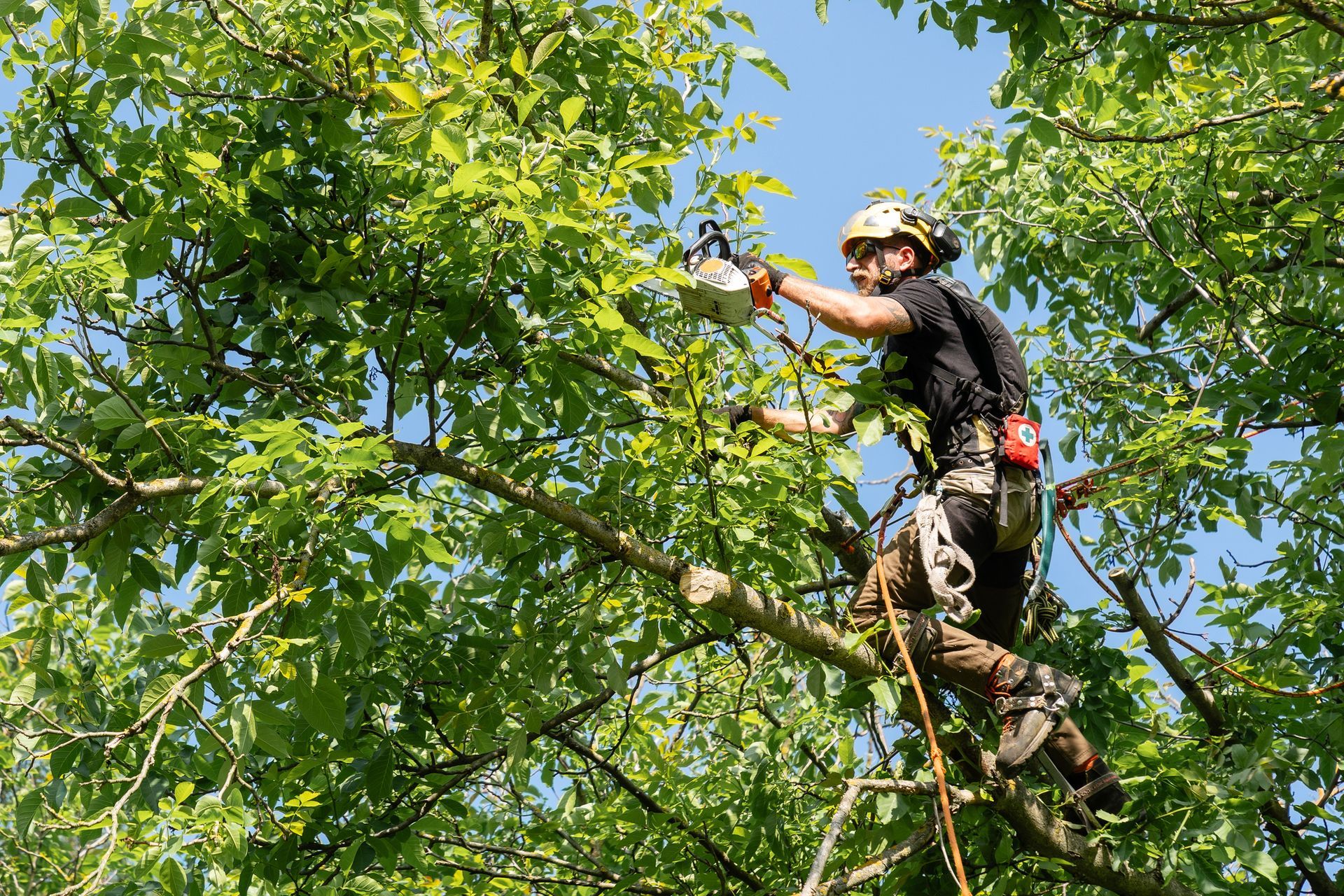 Arborist in safety gear trims tree branches with a chainsaw high above the ground. Arborist in safety gear trims tree branches with a chainsaw high above the ground.