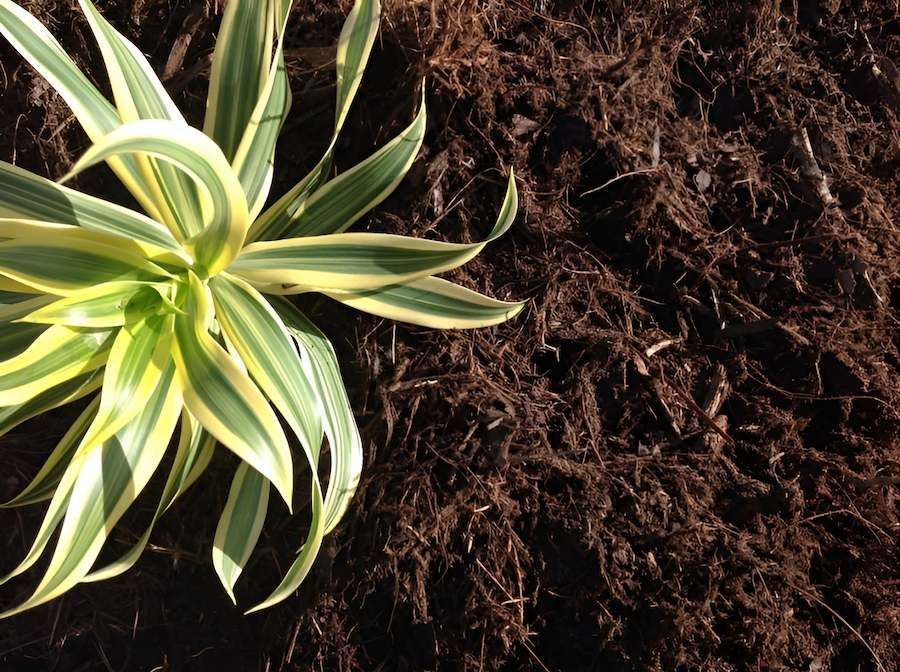 A Plant Is Sitting On Top Of A Pile Of Dirt — Scott Kennedy's Landscape & Garden Supplies In Shaw, QLD