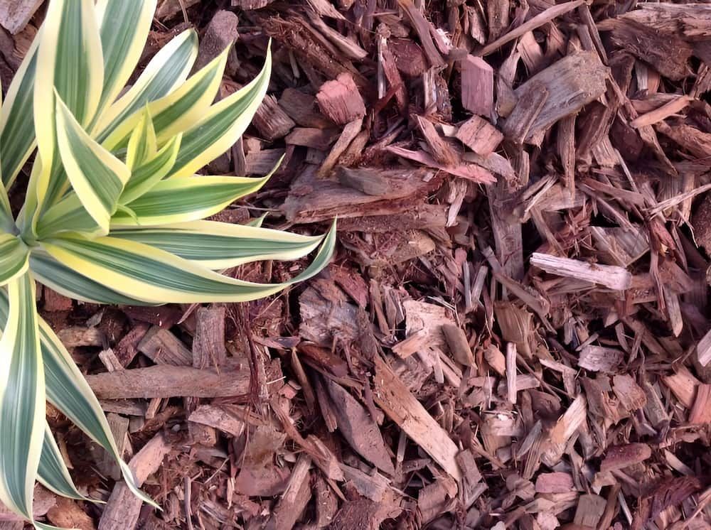 A Plant Is Sitting On Top Of A Pile Of Wood Chips — Scott Kennedy's Landscape & Garden Supplies In Shaw, QLD