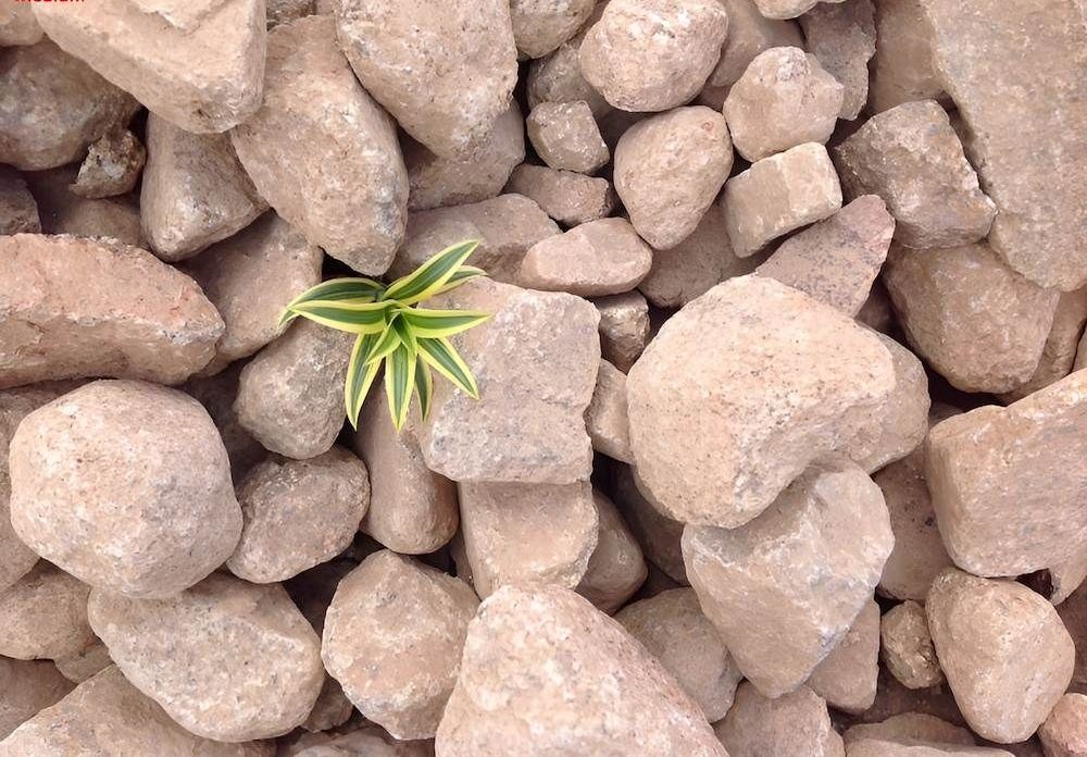 A Small Plant Is Growing Out Of A Pile Of Rocks — Scott Kennedy's Landscape & Garden Supplies In Shaw, QLD