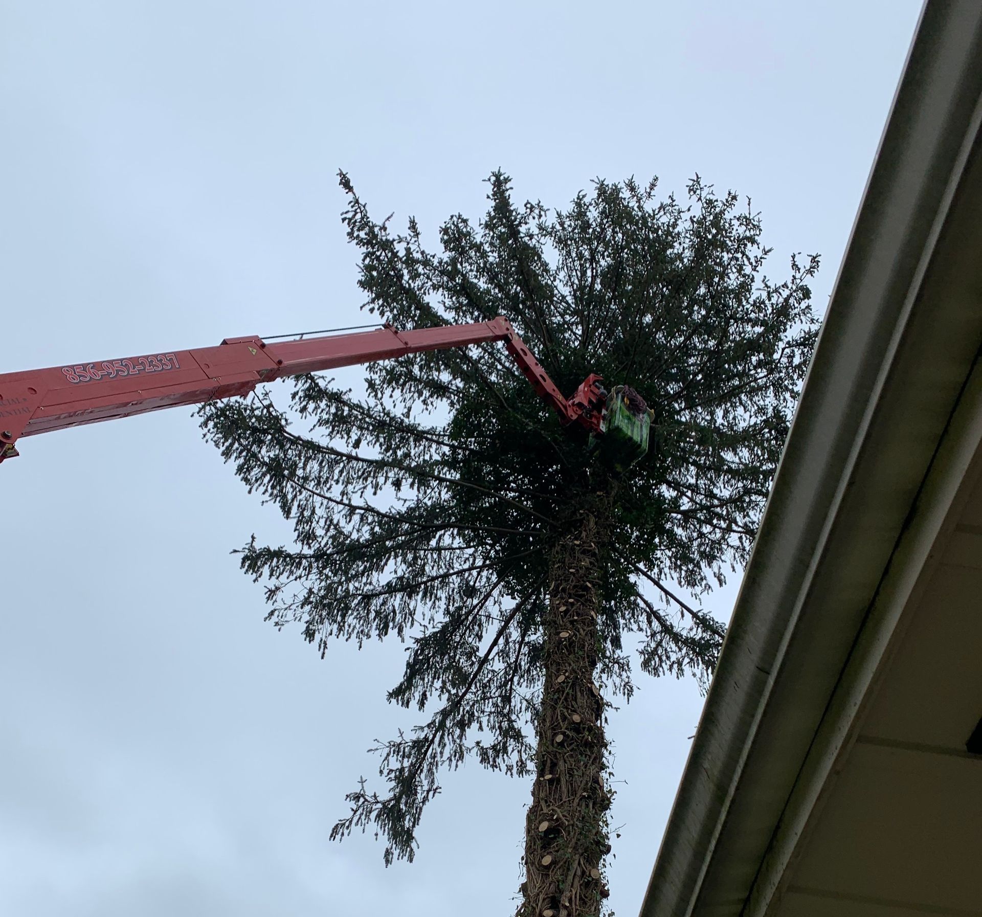 Top Rated Tree Trimming Service in Deptford, Elmer & Pittsgrove Township, New Jersey