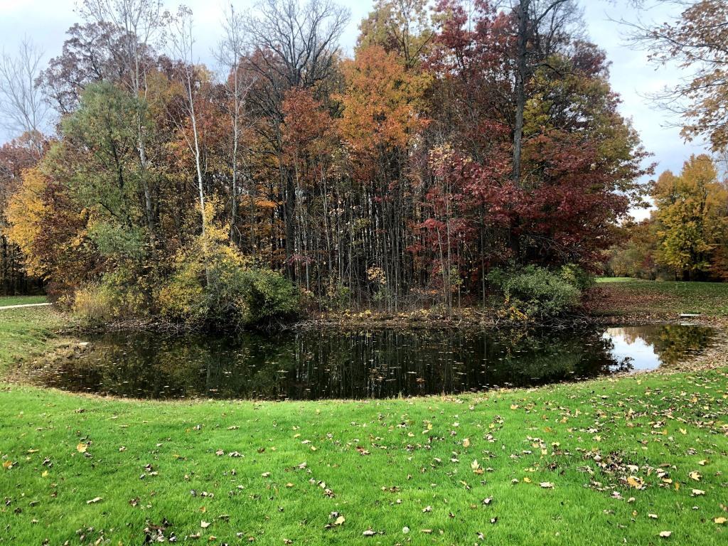 A pond in the middle of a grassy field with trees in the background.