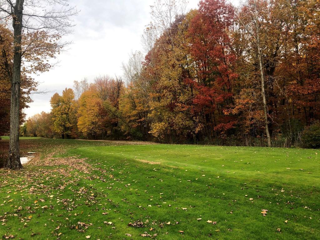 A lush green field with trees in the background.
