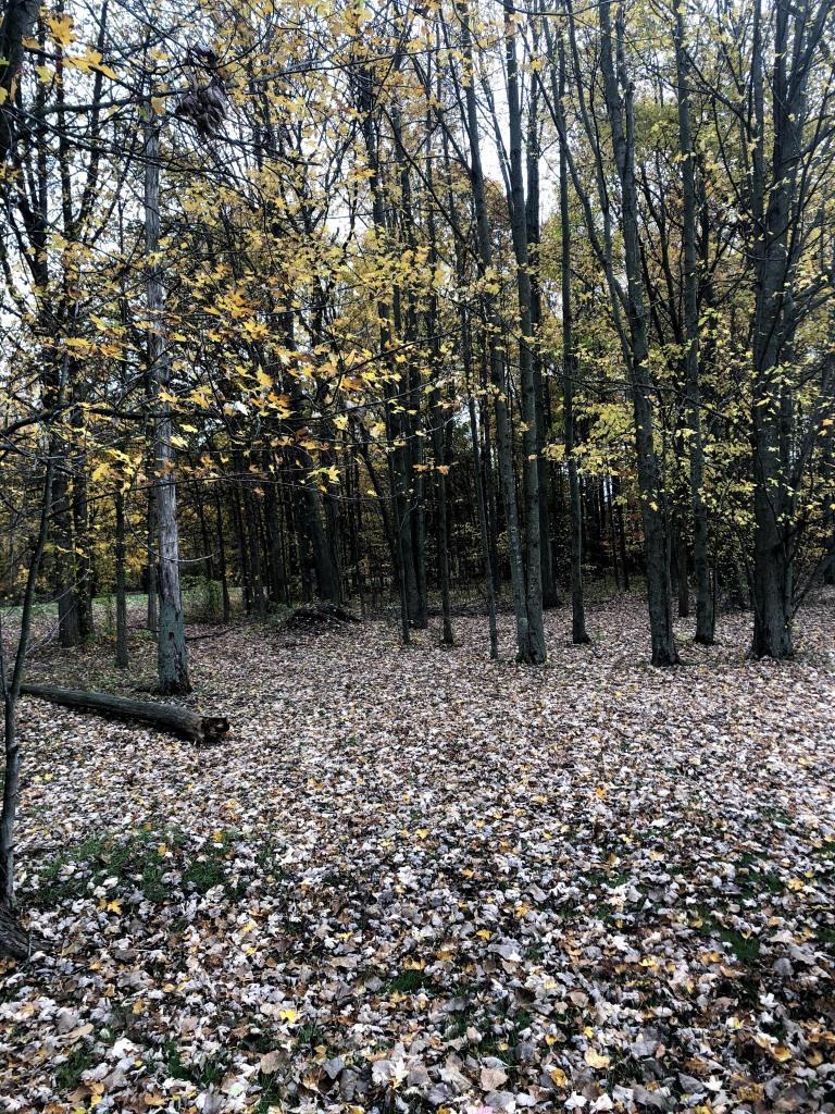 A forest with a lot of leaves on the ground.