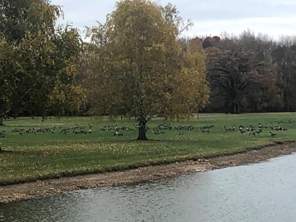 A flock of ducks are swimming in a lake in a park.