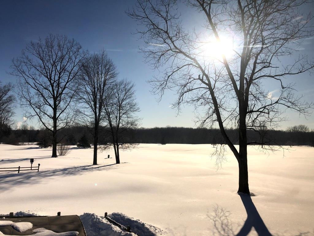 The sun is shining through the trees in the snow.