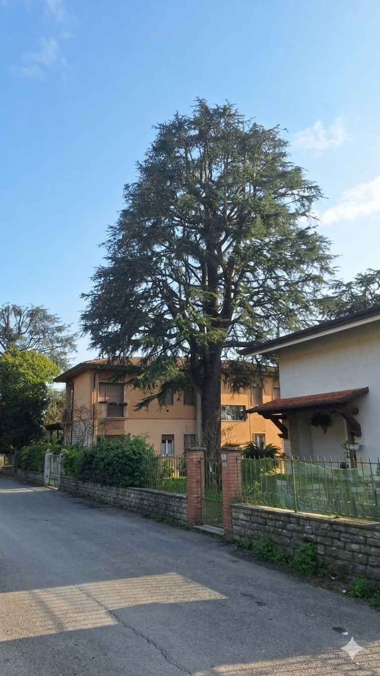 Un alto cedro svetta su una strada residenziale, tra due edifici, sotto un cielo azzurro e limpido.