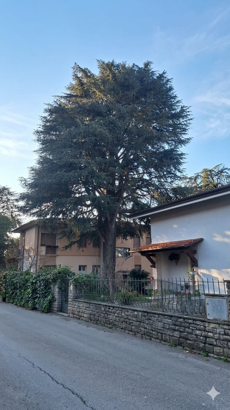 In una giornata di sole, un grande e alto cedro si erge dietro un basso muro di pietra tra due edifici residenziali.