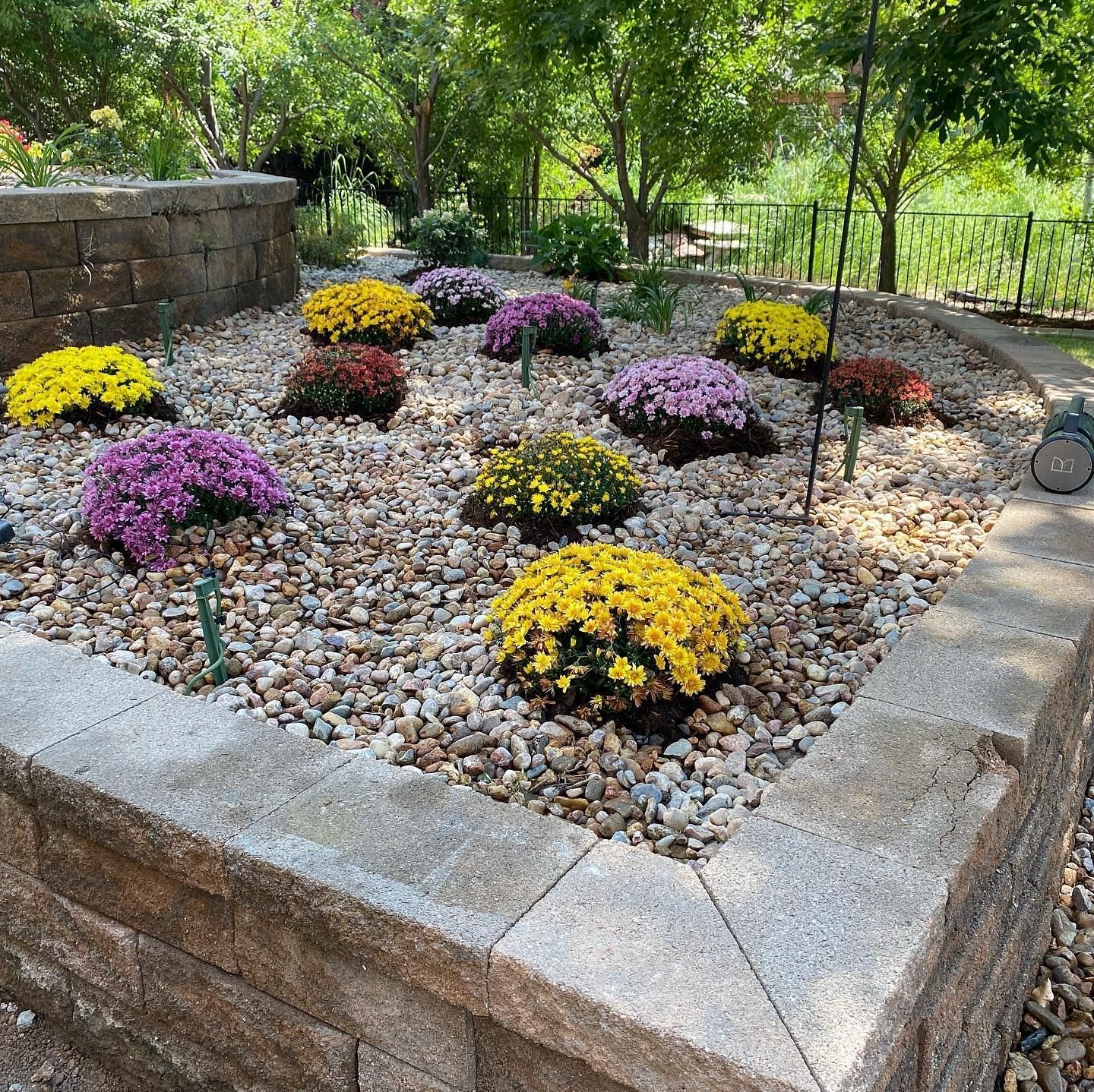 Raised garden bed filled with colorful mums surrounded by small rocks. The bed is bordered by gray stone blocks.