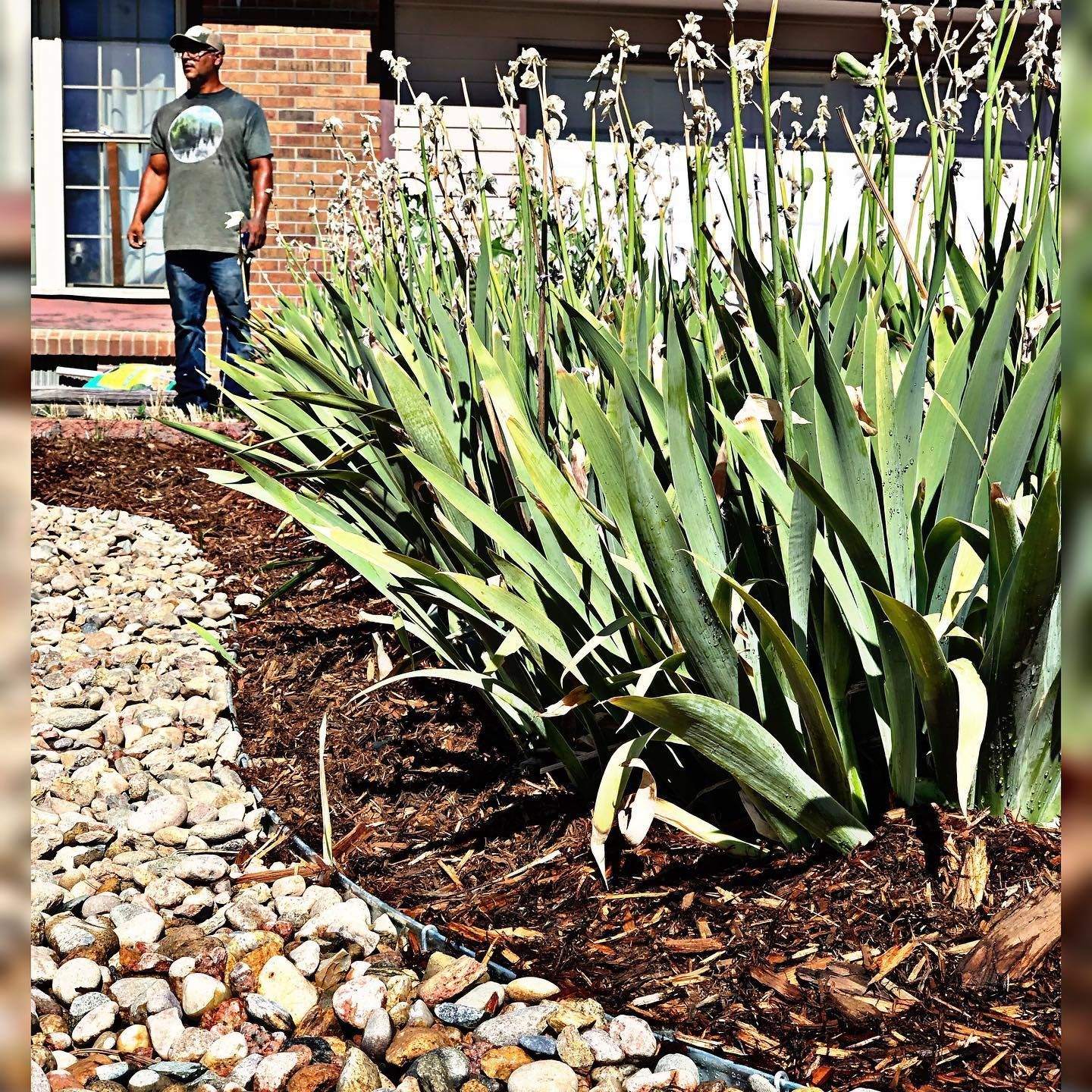 A man stands by a house with a garden bed of long, green plants and mulch, bordered by river rocks.
