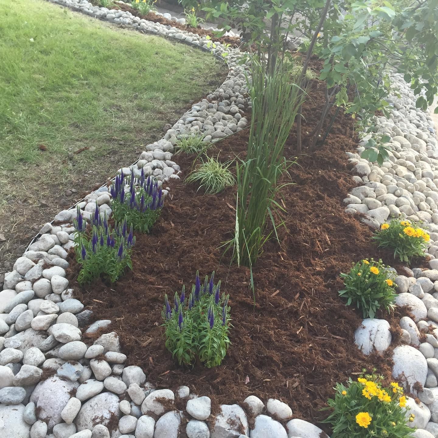 Garden bed edged with light-colored rocks, filled with dark mulch and various plants, including purple and yellow flowers.