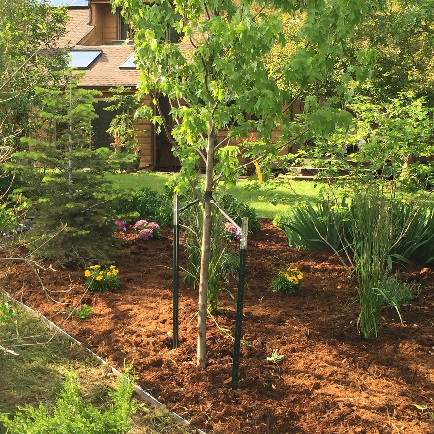 A young tree is supported by stakes in a garden with mulch, flowers, and a house in the background.