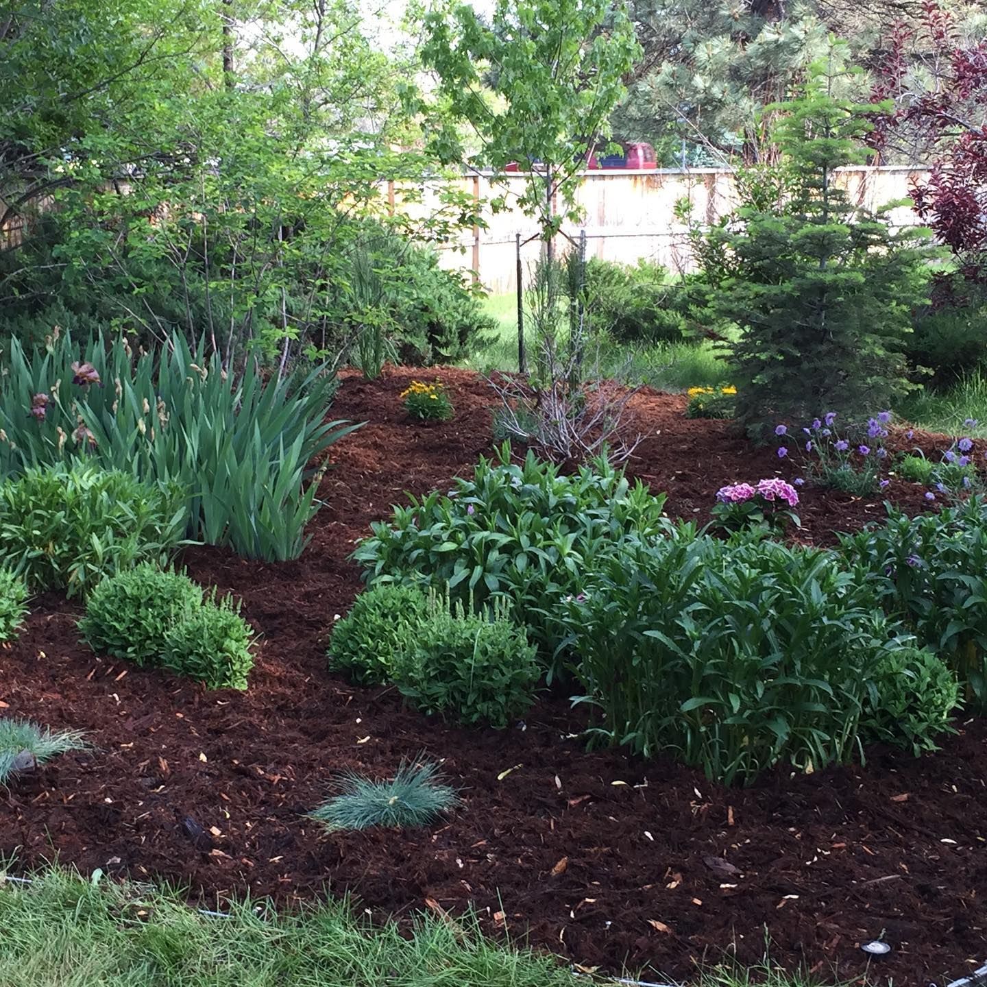 A well-mulched garden bed with various green plants and colorful flowers. A wooden fence and trees are in the background.