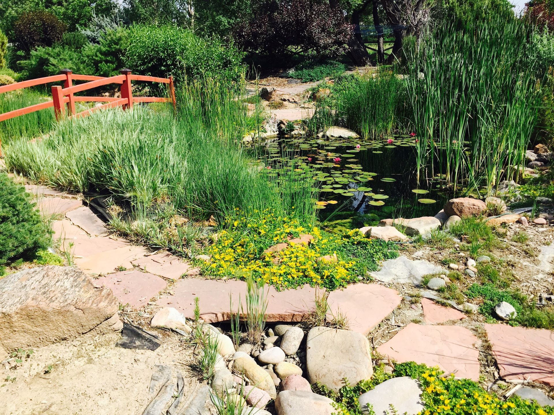 A lush garden with a small pond, stone path, and red fence. Green plants and water lilies fill the pond.