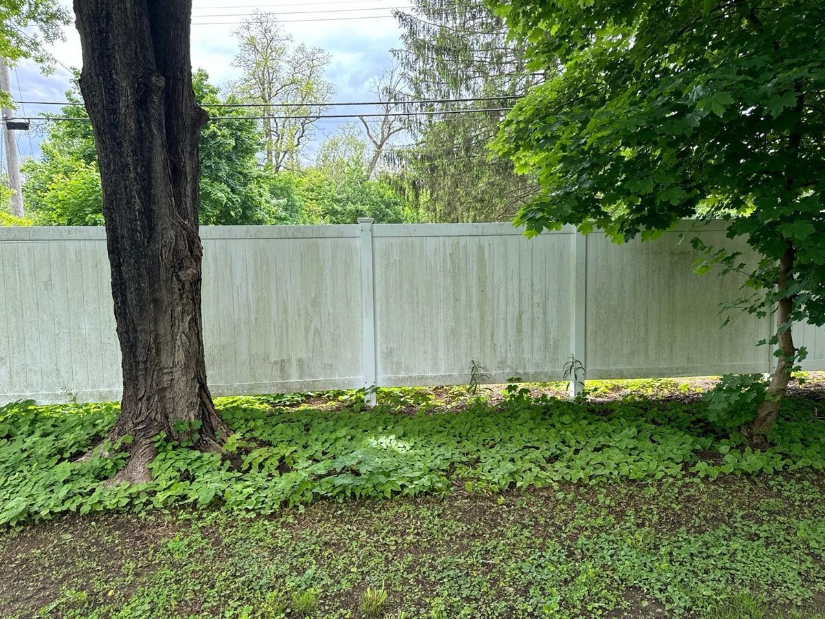 A green, algae-covered fence stands between two trees. Lush, green ground cover grows below.