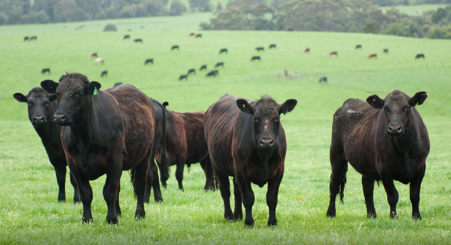 Bovine Assisted Reproduction