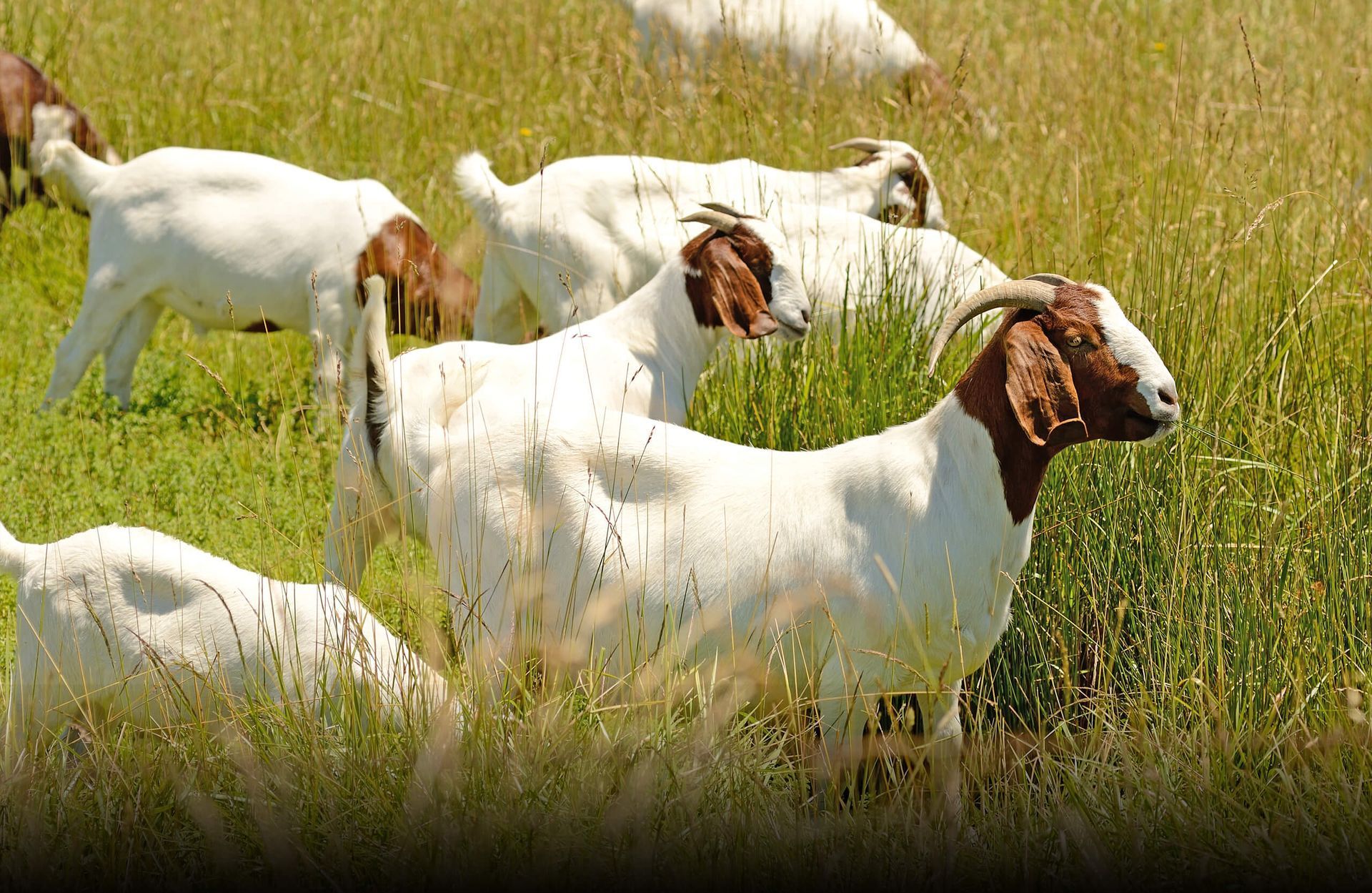 Small Ruminant Assisted Reproduction