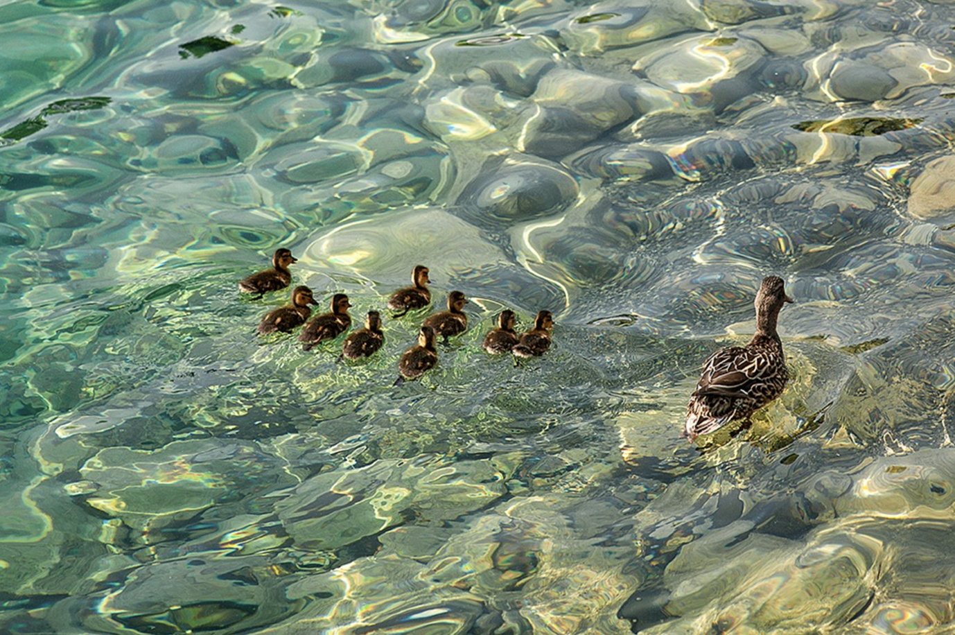 A group of ducklings are swimming in the water.