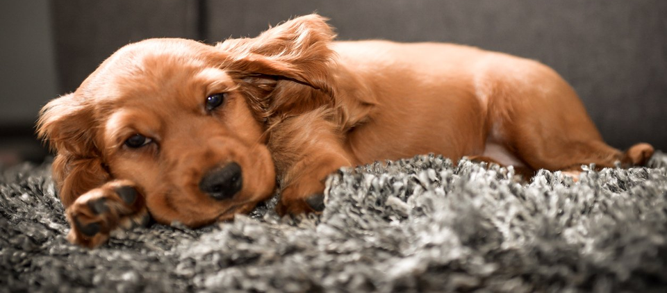 Choosing the Right Rug for Your Pet