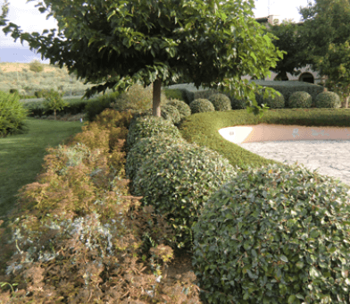 giardino con alberelli tondi e un albero grande