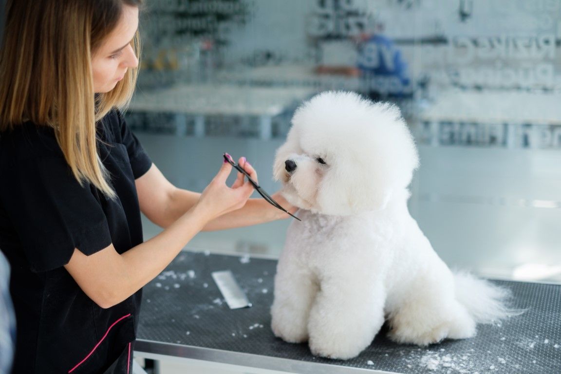 Woman grooming a small white dog in a mobile pet van.