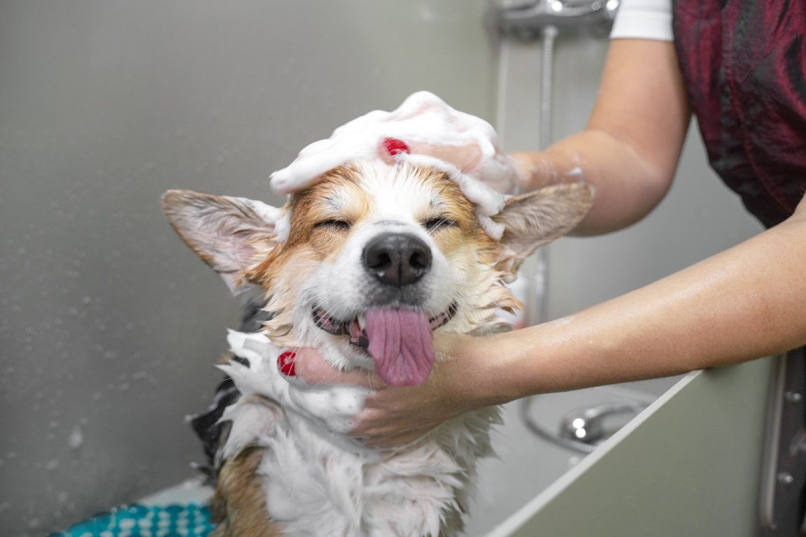 Woman washing golden retriever in mobile grooming van.