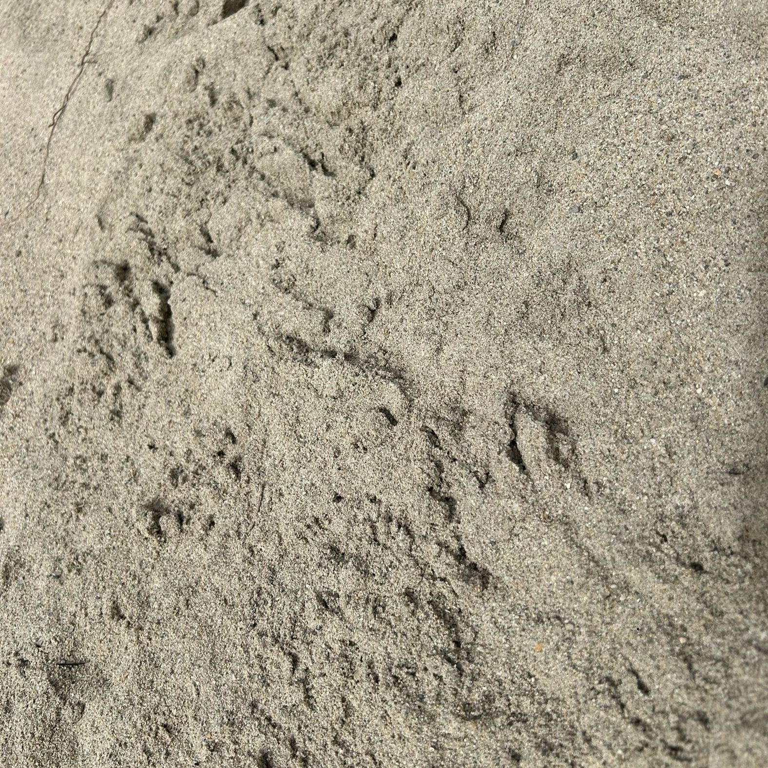 A close up of a pile of sand on a beach.