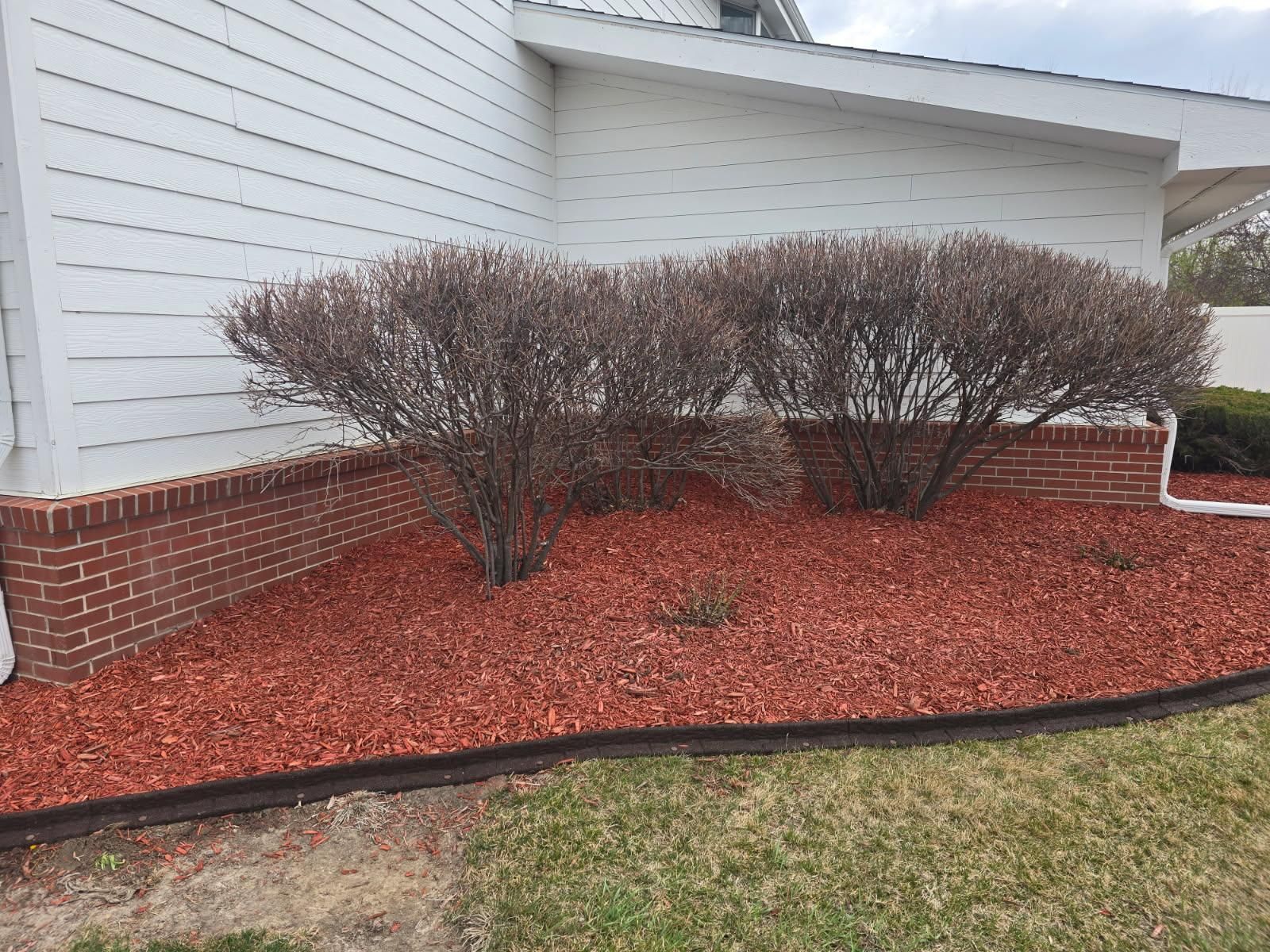 A red brick wall foundation with three dormant, leafless bushes surrounded by red mulch and a dark border next to a house.