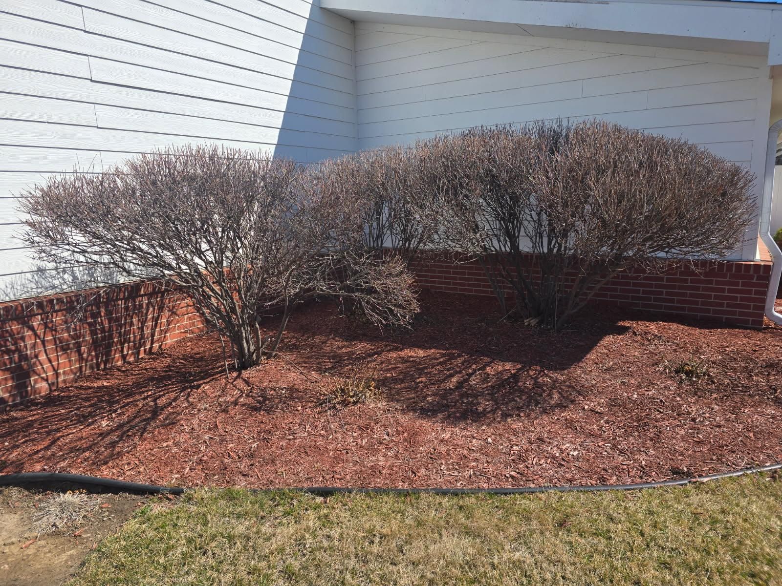 A landscape bed with red mulch and three leafless, rounded shrubs against a brick and white-sided house.
