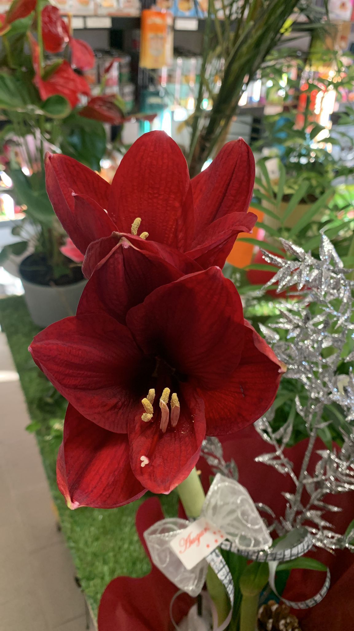 Un primo piano di due fiori rossi in un vaso.