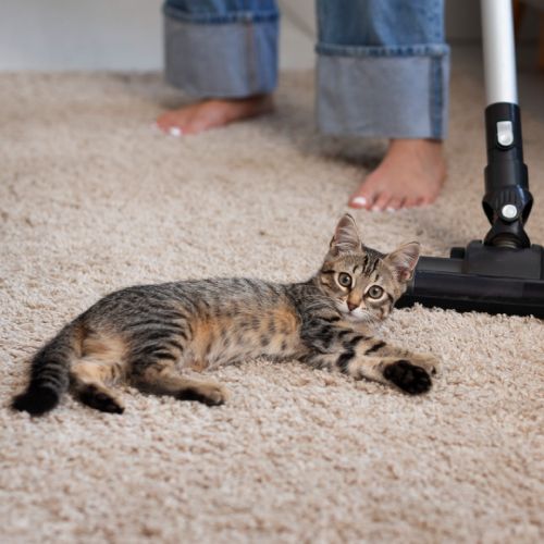 A kitten is laying on a carpet next to a vacuum cleaner.