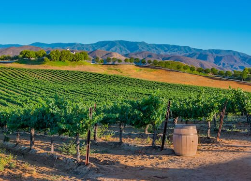 Orange County party bus wine tours to Temecula