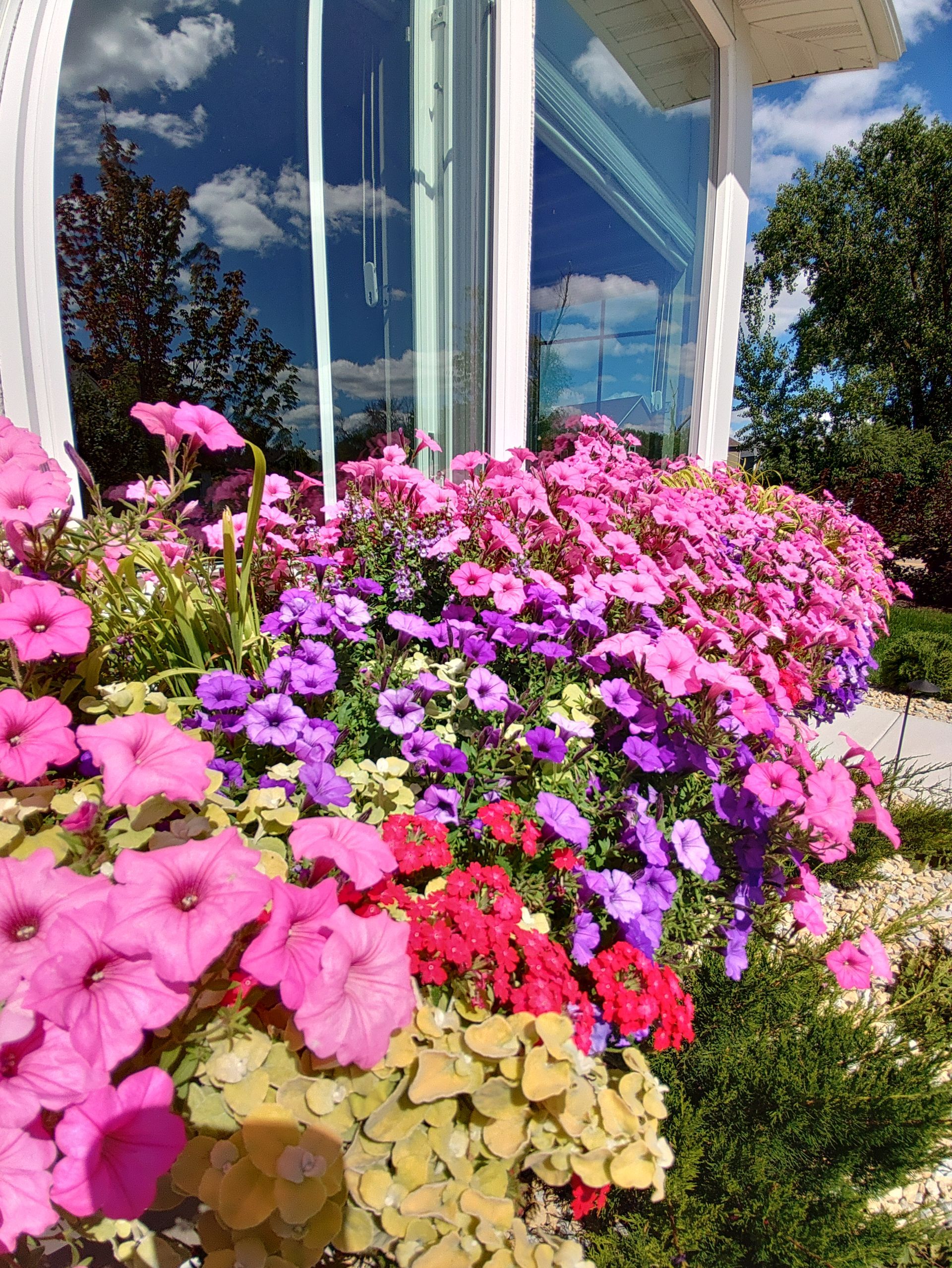 Two weathered white window boxes overflowing with colorful flowers, below a white window.