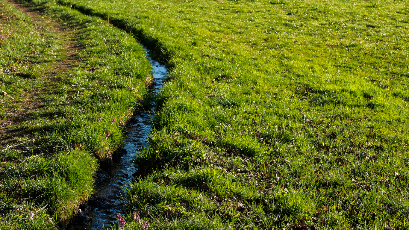 A small, winding stream flows through a grassy meadow, lit by sunlight.