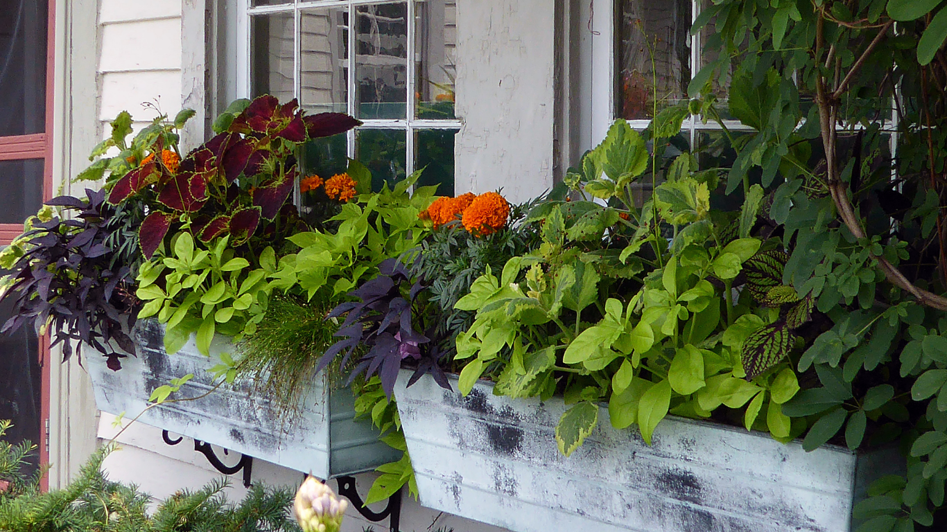 Two weathered window boxes overflowing with colorful flowers against a white siding.