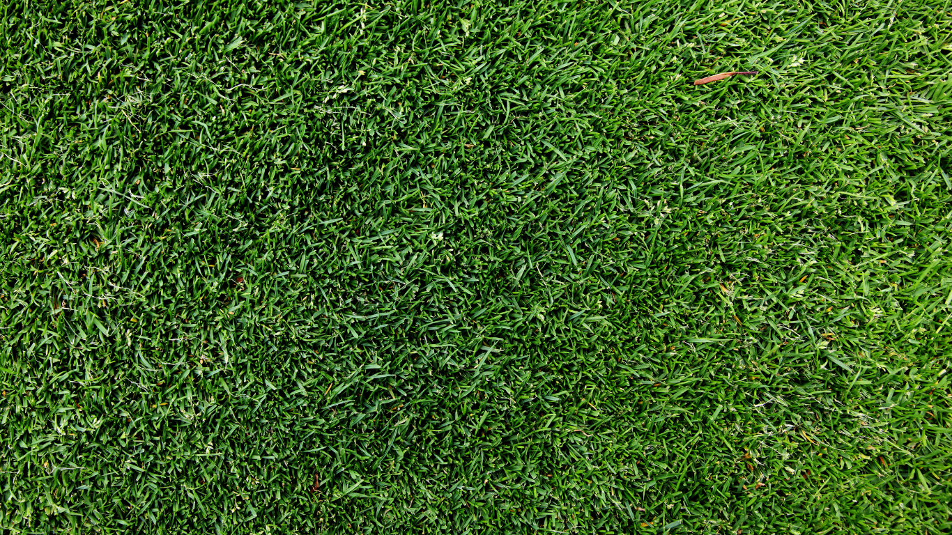 Close-up of vibrant green grass, textured and lush.