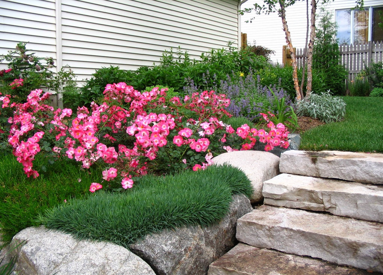 Pink rose bushes bloom beside stone steps and large boulders in a garden.