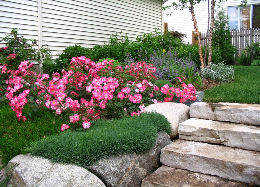 Pink rose bushes in bloom, next to rock steps and green ground cover.