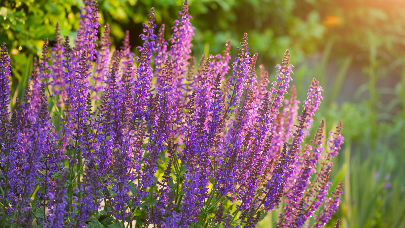 Purple flowering plant in sunlight.