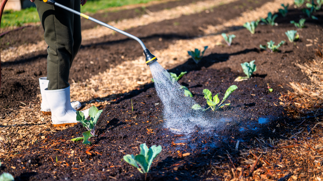 Person spraying water on vegetable plants in a garden bed.