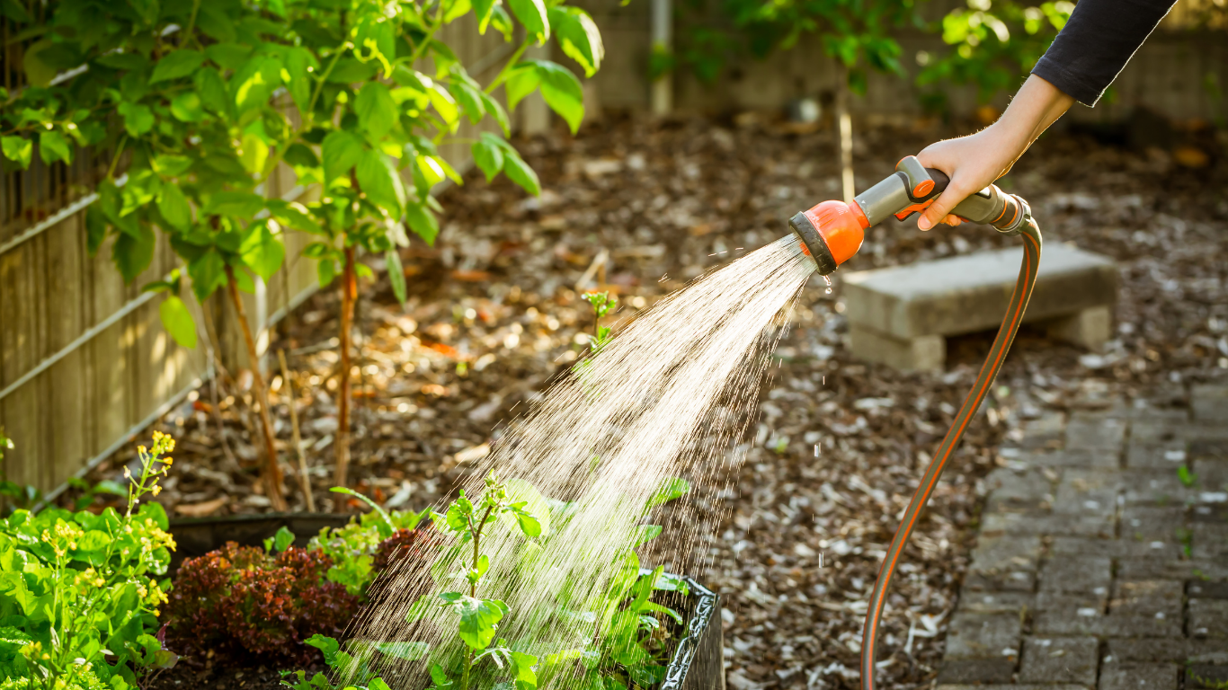 Person watering a garden with a hose, focusing on plants in a raised bed, outdoors in daylight.