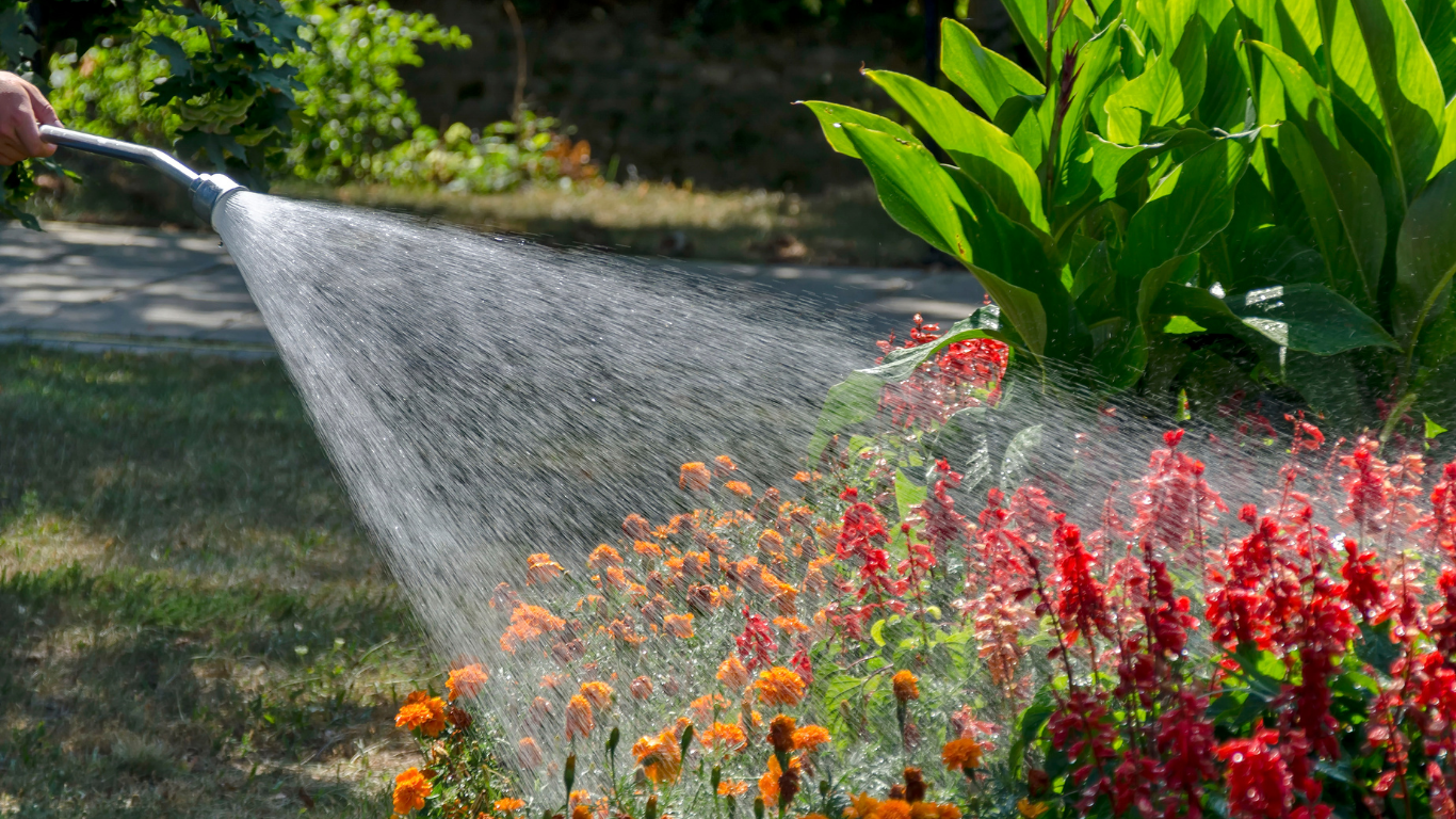 A person watering red and orange flowers in a garden with a hose.