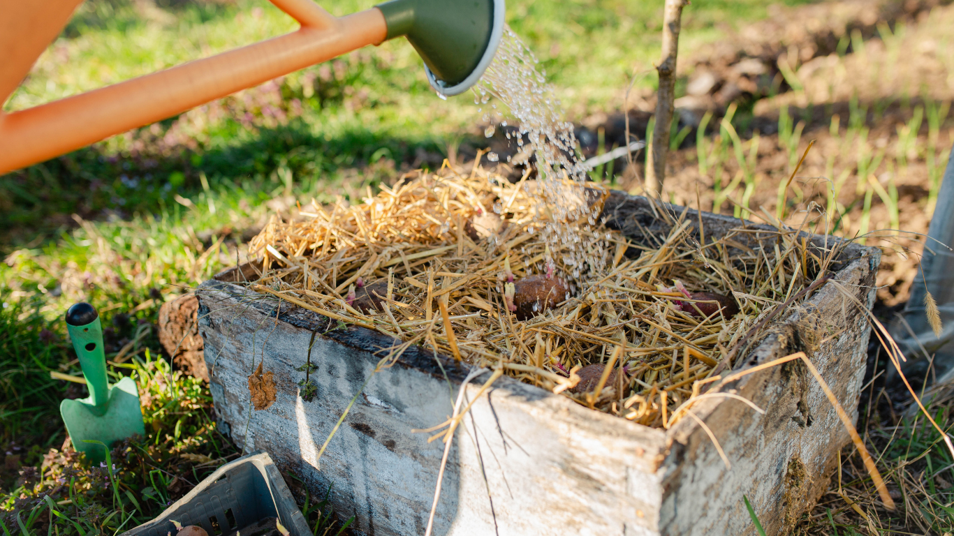 A person waters a wooden compost bin with a watering can outdoors.