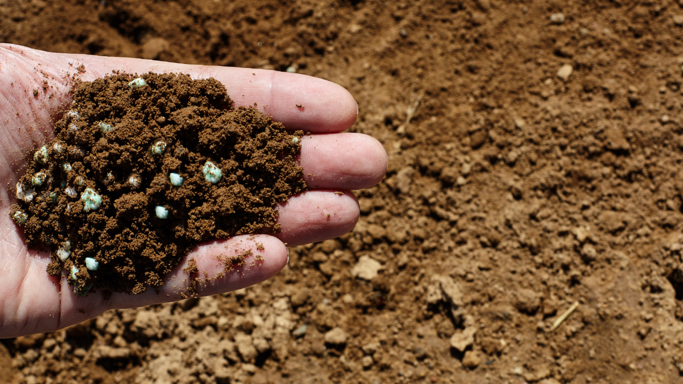 Hand holding soil mixed with fertilizer, against a backdrop of tilled earth.
