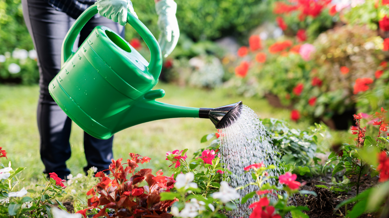 Person watering red and white flowers in a garden with a green watering can.