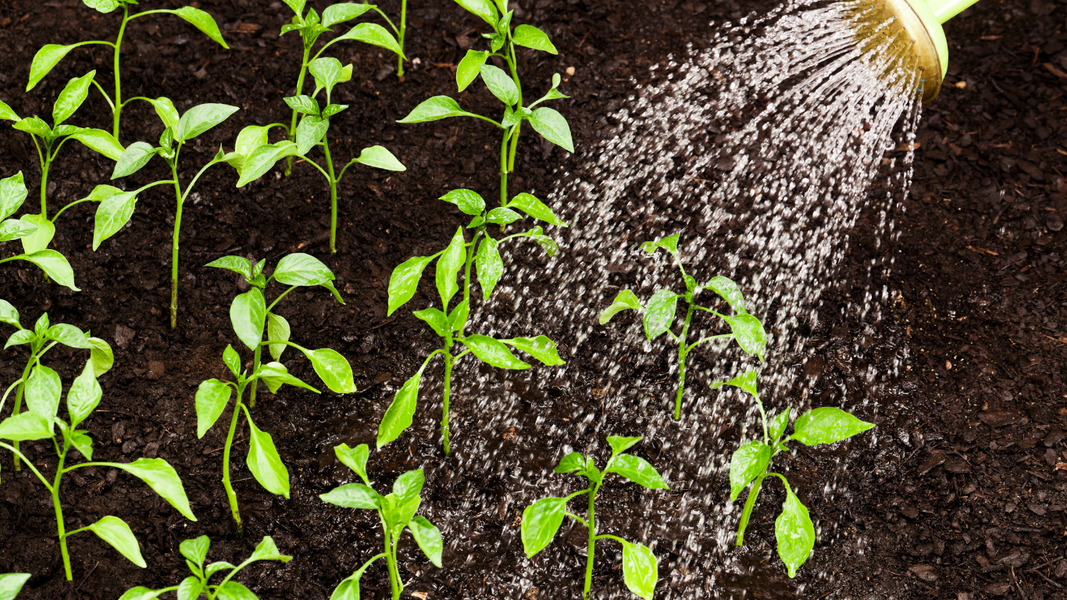 Seedlings in dark soil being watered by a yellow watering can.