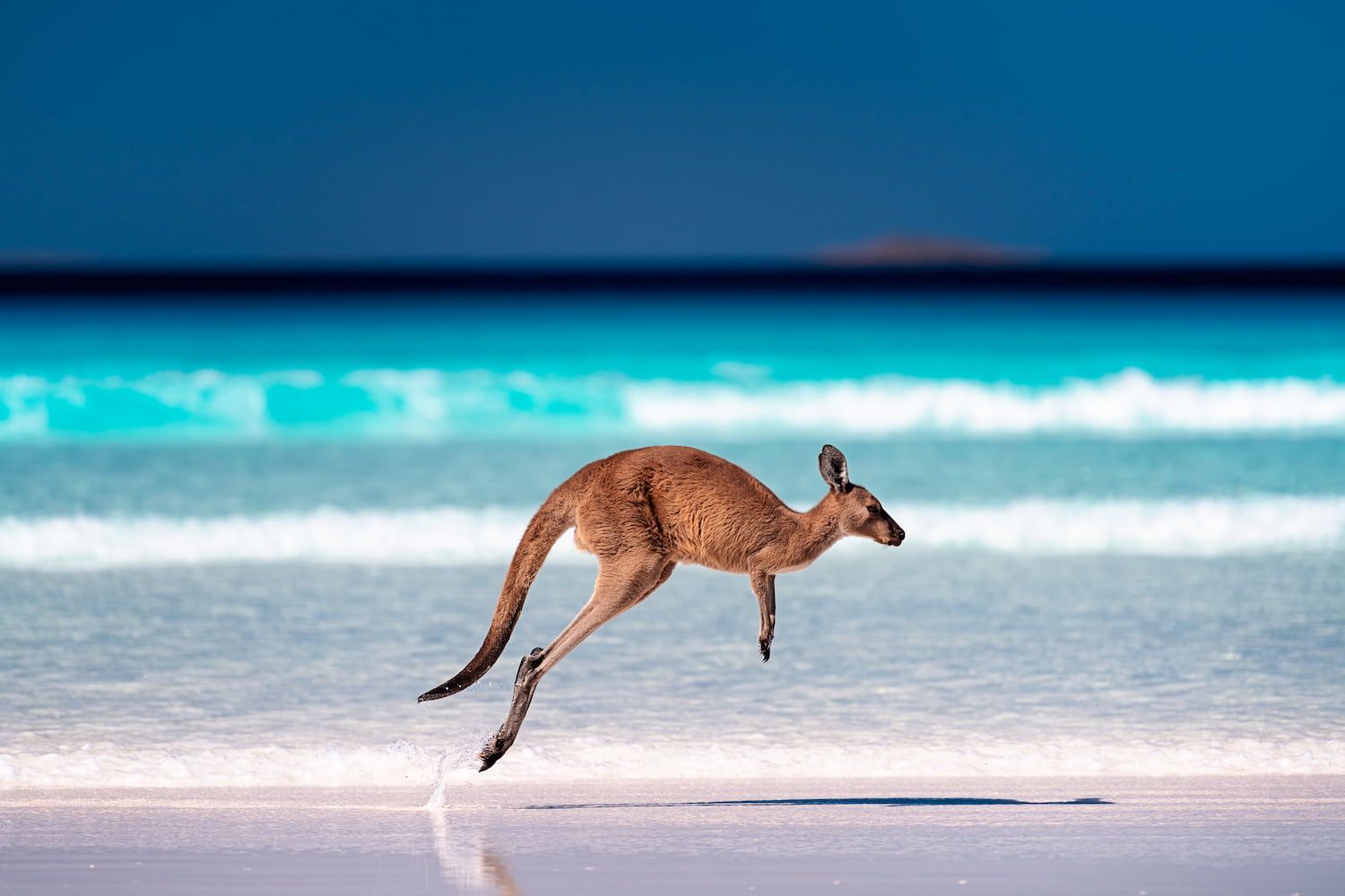 Kangaroo Jumping  on the Beach — Air Conditioning Services in Dapto, NSW