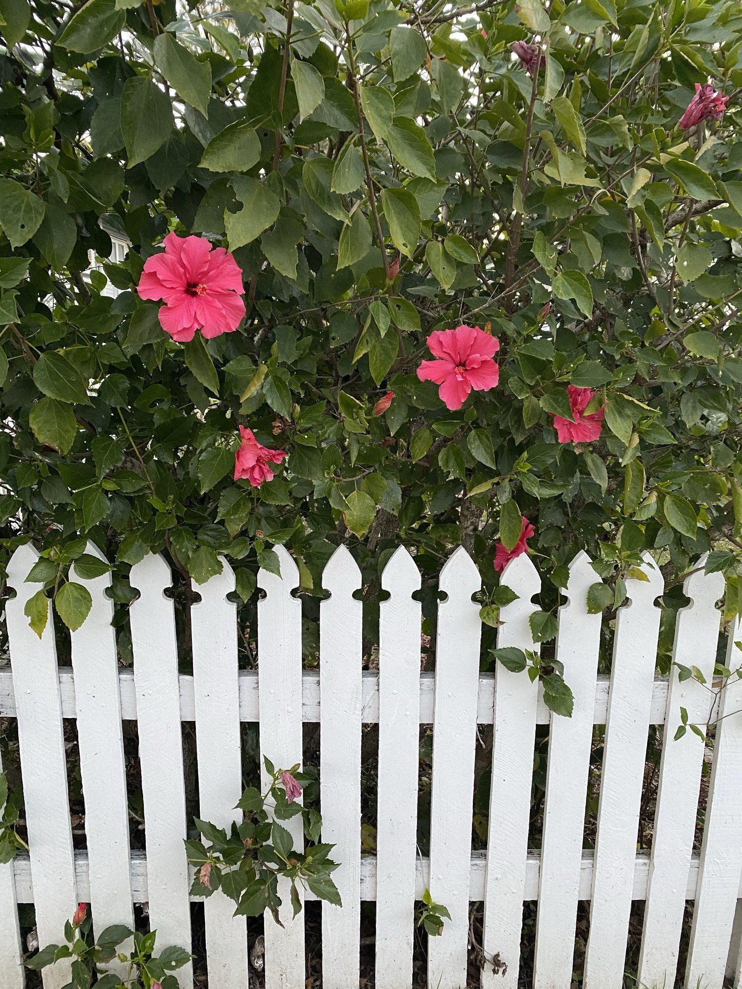 Wooden Fence - Bendigo, VIC -  Action Fencing & Contracting